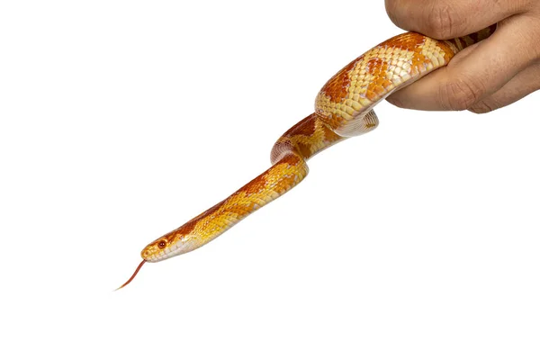 Hoofdschot Van Candy Cane Morph Corn Snake Alias Red Rat — Stockfoto