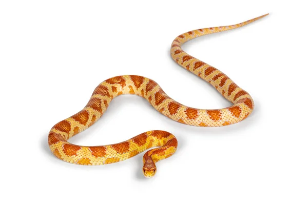 Teljes Hosszúságú Candy Cane Morph Corn Snake Más Néven Red — Stock Fotó