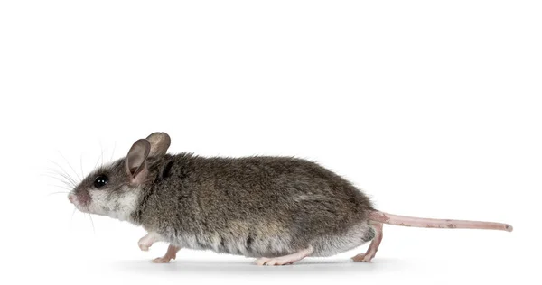 Nette Graue Maus Mit Weißen Flecken Auf Dem Kopf Die — Stockfoto