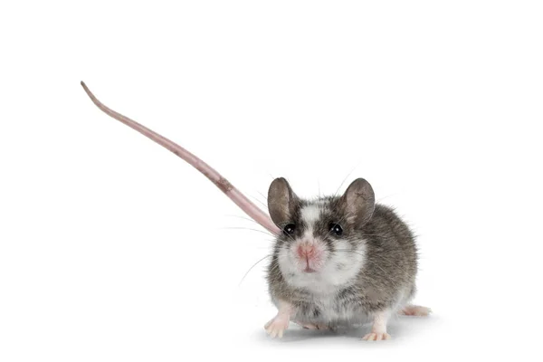 Niedliche Graue Maus Mit Weißen Flecken Auf Dem Kopf Mit — Stockfoto