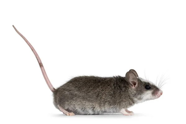 白い斑点のあるかわいい灰色のマウスは 尾を上げて横に立っています 先を見てカメラから 白い背景に隔離された — ストック写真
