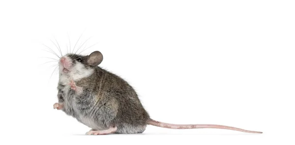 Niedliche Graue Maus Mit Weißen Flecken Auf Dem Kopf Die — Stockfoto