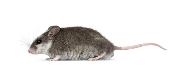 Niedliche Graue Maus Mit Weißen Flecken Auf Dem Kopf Seitlich — Stockfoto