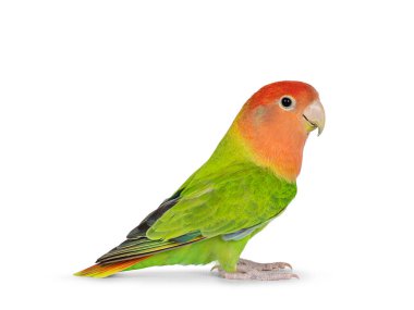 Şeftali suratlı Lovebird namı diğer Agapornis, düz yüzeyde oturuyor. Beyaz bir arkaplanda izole edilmiş.