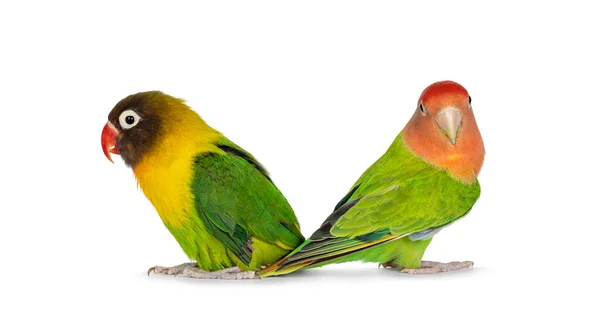 Bonito Par Lovebirds Aka Agapornis Sentado Costas Para Trás Superfície — Fotografia de Stock