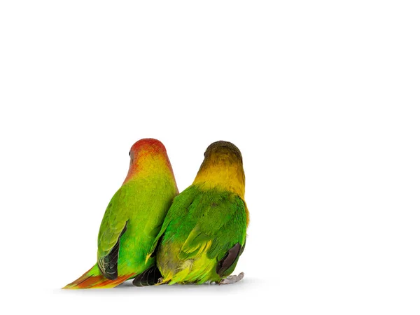 Two Lovebird Birds Aka Agapornis Sitting Together Backwards Isolated White — Stock Photo, Image
