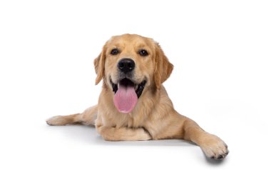 Genç yetişkin Golden Retriever yavru köpeği, yüzü koyun uzanıyor ve uzun bir dili var. Kameraya doğru bakıyorum. Beyaz bir arkaplanda izole edilmiş.