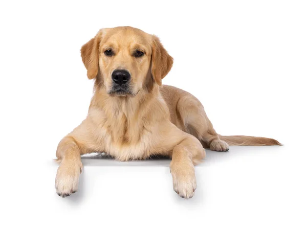 stock image Young adult Golden Retriever pup dog, laying down facing front on edge. Looking towards camera. Isolated on a white background.