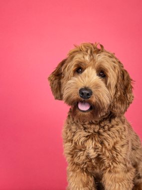 Kahverengi Cobberdog 'un portre resmi namı diğer labradoodle dog. Kameraya karşı dost canlısı görünüyor. Kahverengi bir arka planda izole edilmiş..