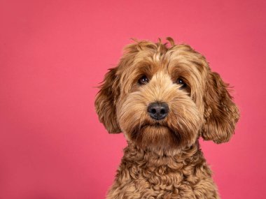 Landscape head shot of brown Cobberdog aka labradoodle dog. Looking friendly towards camera. Isolated on a brown background. clipart