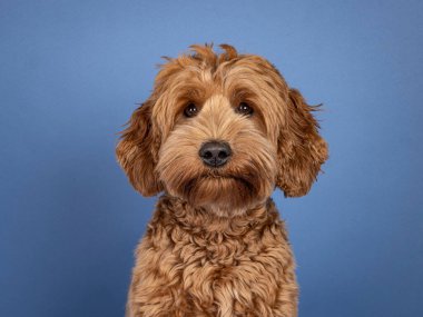 Tatlı Cobberdog namı diğer Labradoodle köpeğinin manzara tanıtım fotoğrafı. Yüzü önde oturuyor. Doğrudan kameraya bakıyorum. Mavi arkaplanda izole.