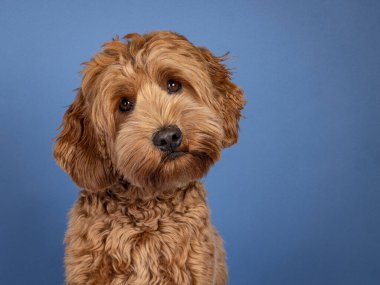 Tatlı Cobberdog namı diğer Labradoodle köpeğinin manzara tanıtım fotoğrafı. Yüzü önde oturuyor. Sevimli bir kafayla kameraya bakıyor. Mavi arkaplanda izole.