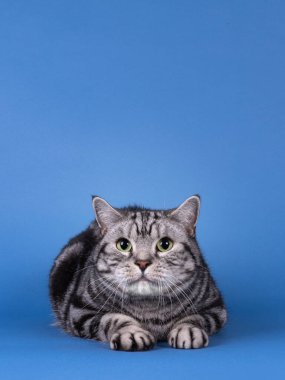 Yakışıklı siyah gümüş lekeli İngiliz Shorthair kedisi, yüz üstü yatıyordu. Doğrudan kameraya bakıyorum. Kopya alanı ile mavi arkaplanda izole.