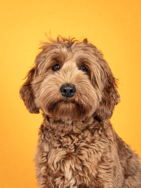 Tatlı Cobberdog namı diğer Labradoodle köpeğinin portre oryantasyon fotoğrafı. Yüzü önde oturuyor. Doğrudan kameraya bakıyorum. Ayçiçeği sarısı arka planda izole edilmiş..