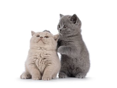 Sweet duo of British Shorthair cat kittens, playing with each other. Looking away from camera. Isolated on a white background.