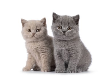 Sweet duo of British Shorthair cat kittens, sitting beside each other. Looking towards camera. Isolated on a white background.