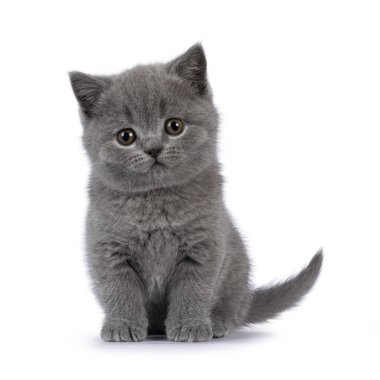 Cute grey British Shorthair cat kitten, sitting up facing front. Looking straight to camera. Isolated on a white background.