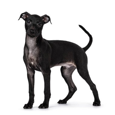 Cute male Italian Greyhound aka Italian Sighthound pup, standing side ways. looking straight to camera. Isolated on a white background.