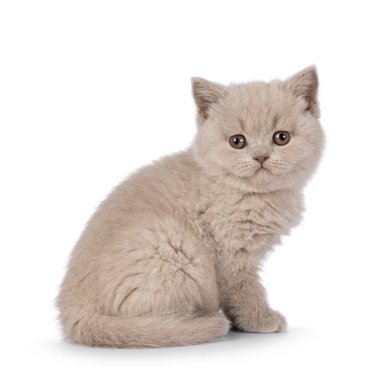 Adorable lilac British Shorthair cat kitten, sitting up side ways. Looking straight to camera. Isolated on a white background.
