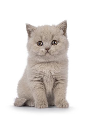 Adorable lilac British Shorthair cat kitten, sitting up facing front. Looking straight to camera. Isolated on a white background.