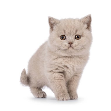 Adorable lilac British Shorthair cat kitten, syanding up side ways. Looking straight to camera. Isolated on a white background.