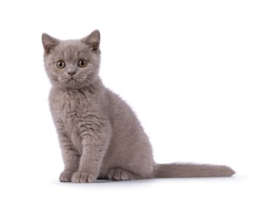 Cute lilac British Shorthair cat kitten, sitting side ways. Looking straight to camera. Isolated on a white background.