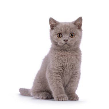 Cute lilac British Shorthair cat kitten, sitting up facing front. Looking towards camera. isolated on a white background.