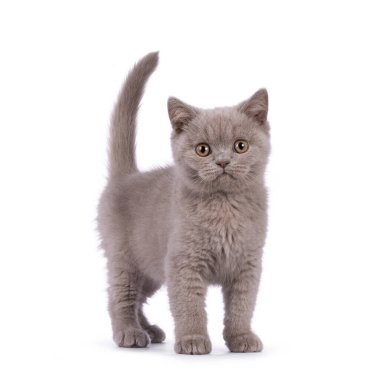 Cute lilac British Shorthair cat kitten, standing up facing front with tail fierce in air. Looking towards camera. isolated on a white background.
