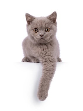 Cute lilac British Shorthair cat kitten, laying on edge with one paw hanging down. Looking straight to camera. Isolated on a white background.