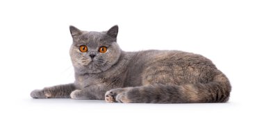 Pretty tortie British Shorthair cat, laying down side ways. Looking towards camera with beautiful orange eyes. Isolated on a white background.