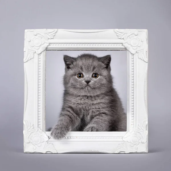 Cute Blue British Shorthair Cat Kitten Sitting White Empty Picture — Stock Photo, Image
