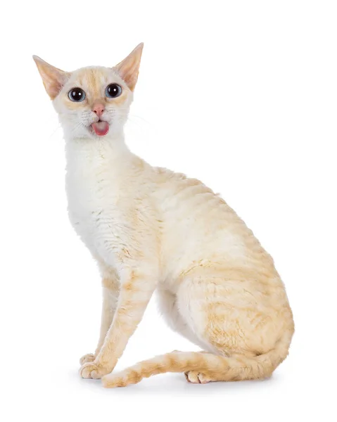 Gato Rex Alemão Vermelho Bonito Sentado Lado Olhando Diretamente Para — Fotografia de Stock