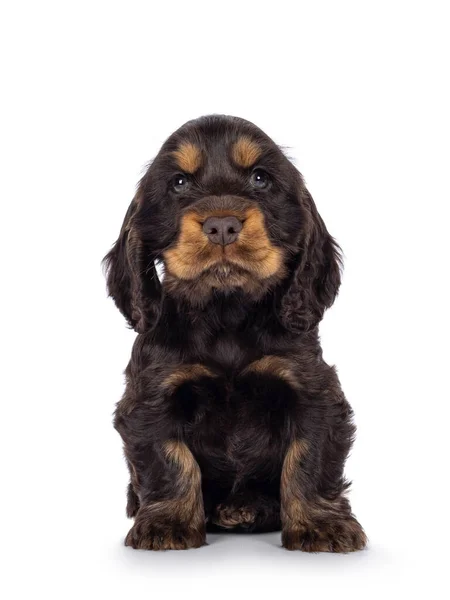 Adorable Choc Tan English Coclerspaniel Dog Puppy Sitting Facing Front — Stock Photo, Image