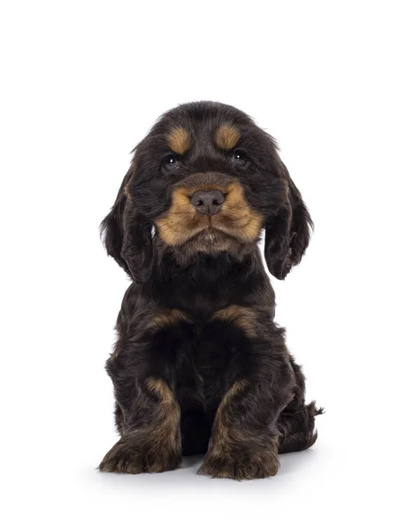 Adorável Choc Bronzeado Inglês Coclerspaniel Cachorro Cão Sentado Frente Para — Fotografia de Stock