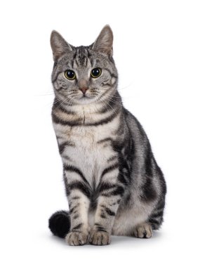 Adorable female young European Shorthair cat, sitting up facing front. Looking towards camera. Isolated on a white background. clipart