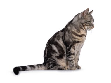 Sevimli genç erkek Avrupa Shorthair kedisi, yan yana oturuyor. Kameradan uzağa bakıyorum. Beyaz bir arkaplanda izole edilmiş.