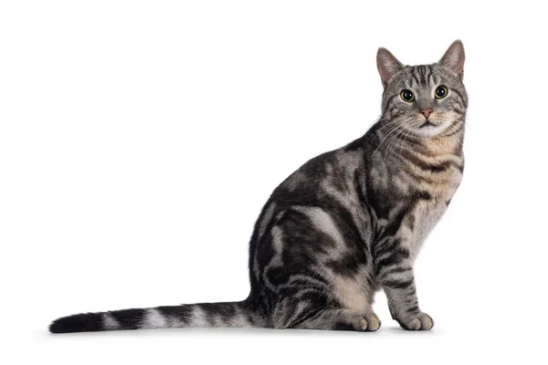 Kucing Bulu Pendek Eropa Muda Yang Manis Duduk Samping Melihat — Stok Foto