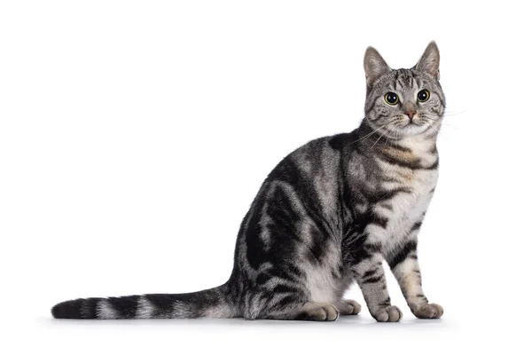 Αξιολάτρευτη Νεαρή Ευρωπαϊκή Γάτα Shorthair Κάθεται Στα Πλάγια Κοιτάζω Προς — Φωτογραφία Αρχείου