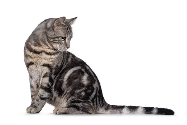 스러운 고양이 옆으로 프로필을 방향을 배경에 고립되다 — 스톡 사진