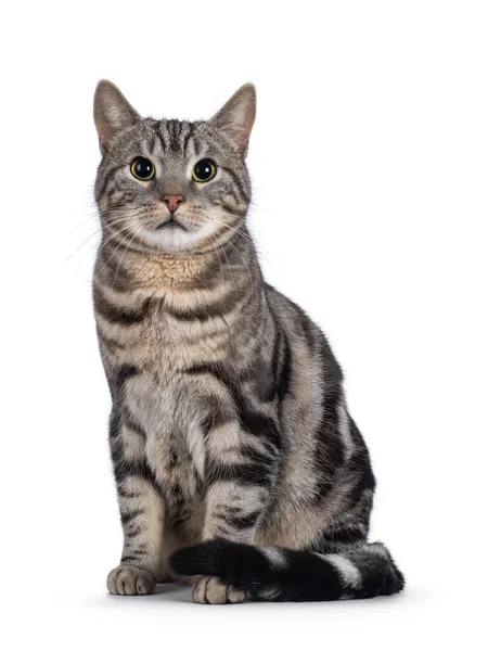 스러운 고양이는 정면에 카메라쪽을 바라봅니다 배경에 고립되다 — 스톡 사진