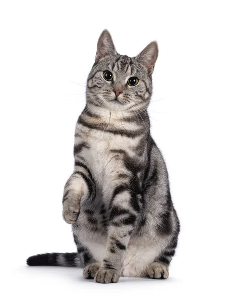 Αξιολάτρευτη Νεαρή Ευρωπαϊκή Γάτα Shorthair Κάθεται Μπροστά Ένα Παιχνιδιάρικα Ανυψωμένο — Φωτογραφία Αρχείου