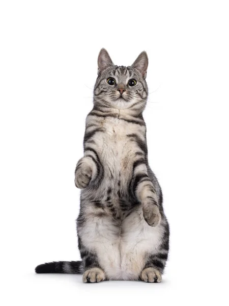 Adorável Jovem Gato Europeu Shorthair Sentado Frente Para Hindpas Como — Fotografia de Stock