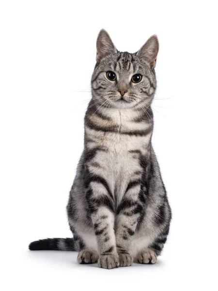 Adorável Jovem Gato Europeu Shorthair Sentado Frente Para Frente Olhando — Fotografia de Stock