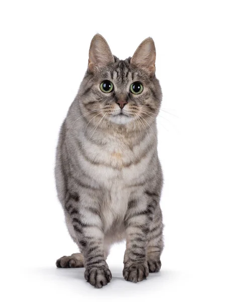 Tatlı Yetişkin Tortie Kurilian Kısa Kuyruklu Kedi Kamera Önünde Yürüyor — Stok fotoğraf