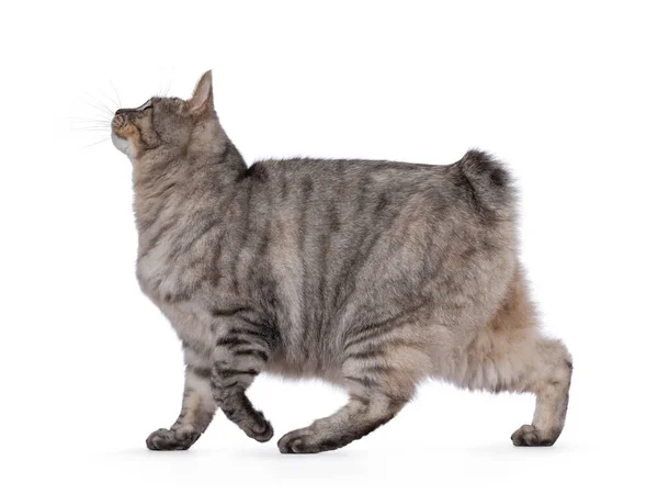 Sweet Adult Silver Tortie Kurilian Bobtail Cat Walking Side Ways — Stock Photo, Image