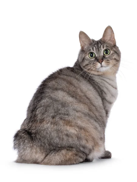 Zoete Volwassen Zilveren Tortie Kurilian Bobtail Kat Achterover Zittend Kijk — Stockfoto