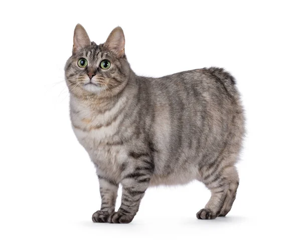Süße Erwachsene Silberschildpatt Kurilian Bobtail Katze Stehend Seitlich Breit Schaut — Stockfoto