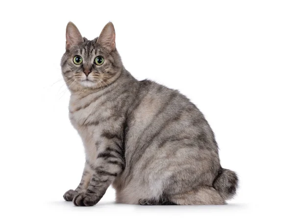 Süße Erwachsene Silberschildpatt Kurilian Bobtail Katze Die Seitlich Aufsitzt Blickt — Stockfoto