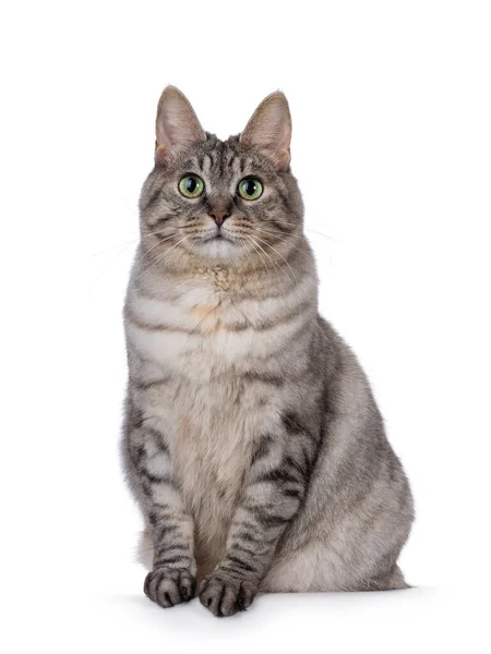 可爱的成年银色卷尾猫 面对着前面坐着 看着镜头 绿色的眼睛 被白色背景隔离 — 图库照片