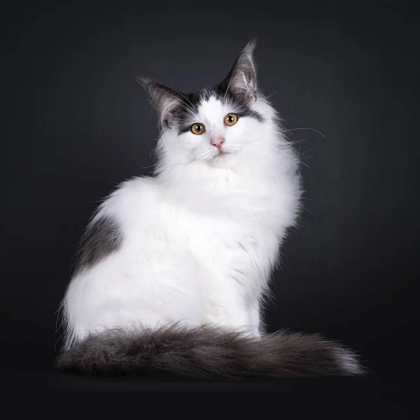 Uitstekende Harlekijn Noors Bos Kitten Zittend Aan Zijkant Kijk Naar — Stockfoto